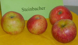 Stesinbacher Renette2